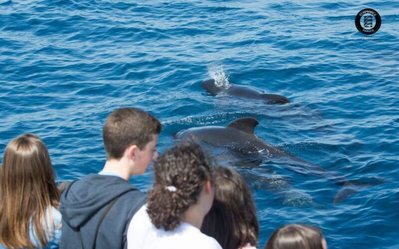 Tarifa: Whale & Dolphin Watching in the Strait of Gibraltar - Who Should Consider This Tour?