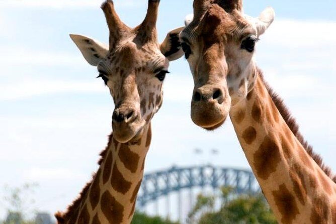 Taronga Zoo Entry Ticket wih Sydney Harbour Ferry - The Real Deal: A Deep Dive into the Tour