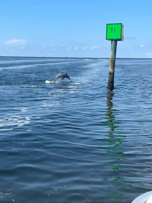 Tarpon Springs: Private Island Tour & Dolphin Cruise - Key Points
