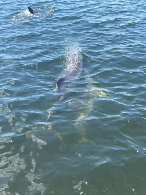 Tarpon Springs: Private Island Tour & Dolphin Cruise - Exploring Tarpon Springs: A Detailed Review of the Private Island & Dolphin Cruise