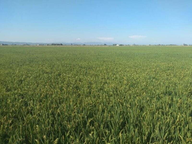 Tarragona: Southern Delta Birdwatching Private Tour - Final Thoughts: Is This Tour Right for You?