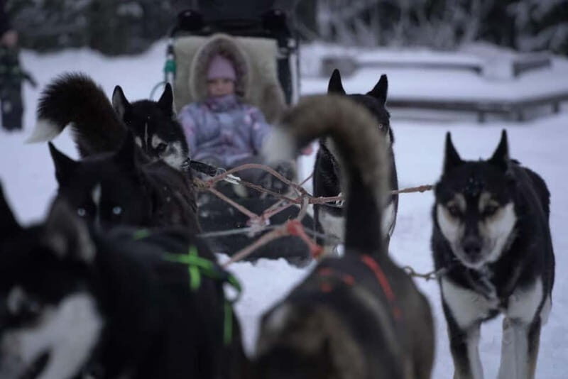TARTU COUNTRY: SLED DOG TOUR AND KENNEL VISIT - Who Should Consider This Tour?