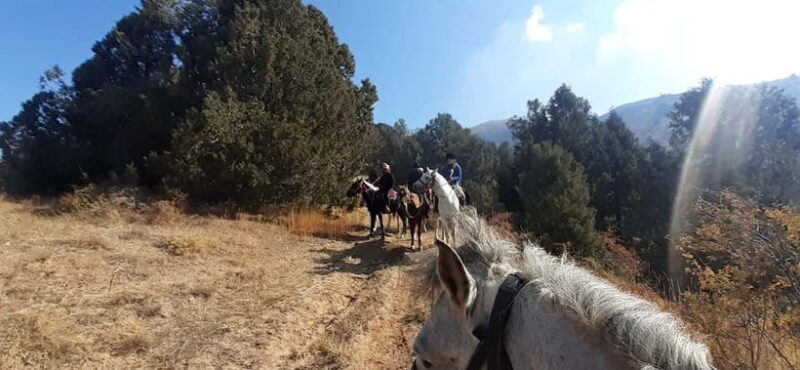Tashkent: 3-Day Horseback Riding Tour in Chimgan Mountains - Why This Tour Offers Great Value