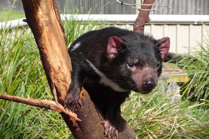 Tasmania 8 Day - Tour in Circle - Why This Tour Is a Great Choice