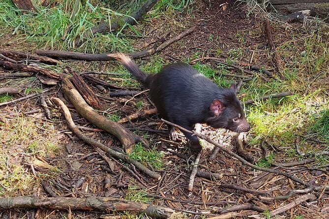Tasmanian Wildlife and Mountain Shore Excursion - Practical Details to Keep in Mind