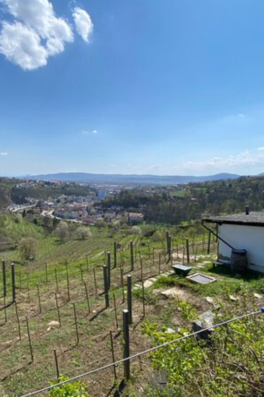 Taste and Tour Small Organic Wineries with a Winemaker - Discovering the Charm of Small Organic Wineries in Lower Austria