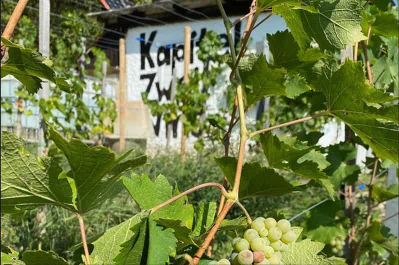 Taste and Tour Small Organic Wineries with a Winemaker - Why This Tour Stands Out