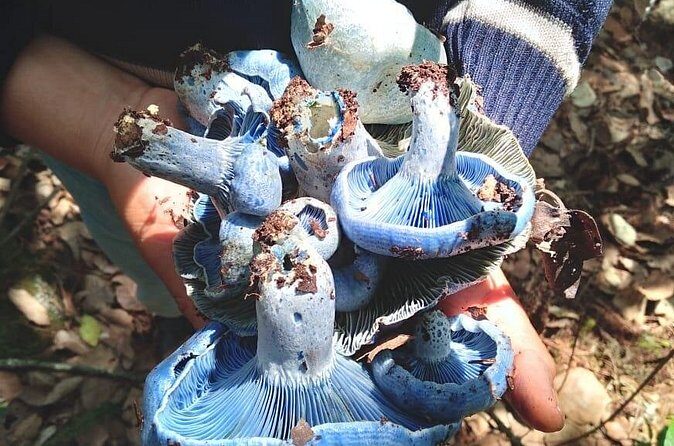 Taste and Tradition Acaxochitlán Culinary Tour from Mexico City - FAQs