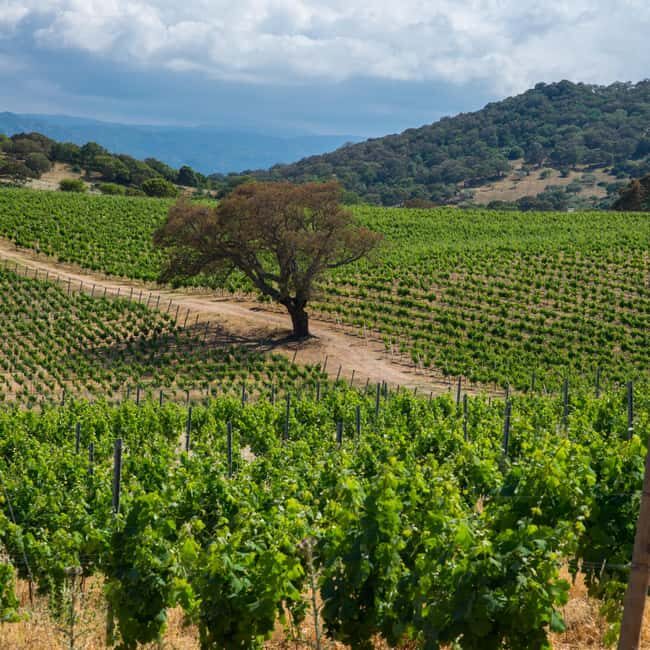 Taste Gallura: Try our products and discover our winery. - A Quick Glimpse of the Experience