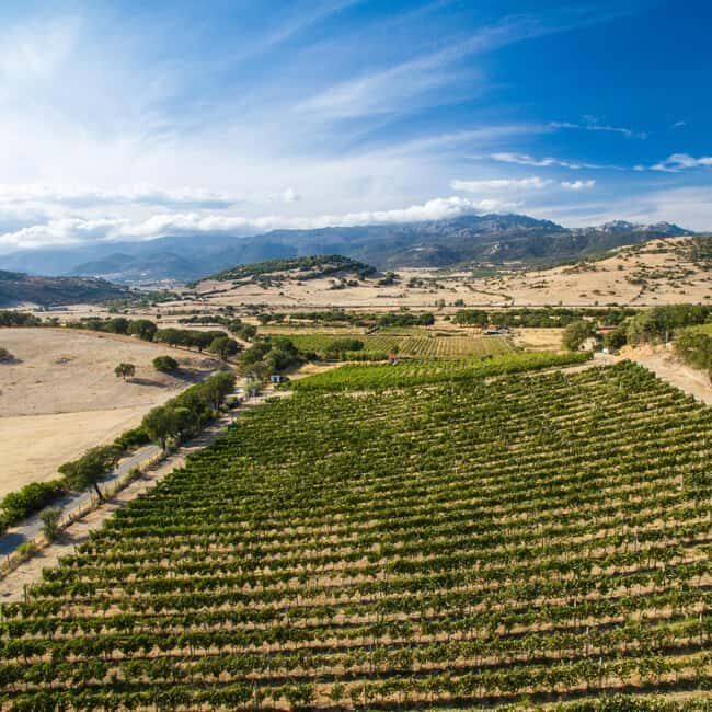 Taste Gallura: Try our products and discover our winery. - Key Points