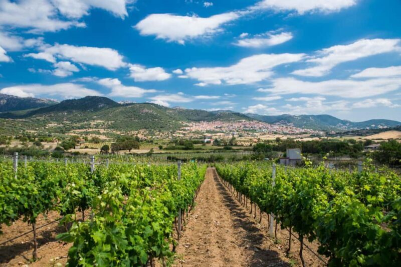 Taste Gallura: Try our products and discover our winery. - The Setting: Giogantinu Winery