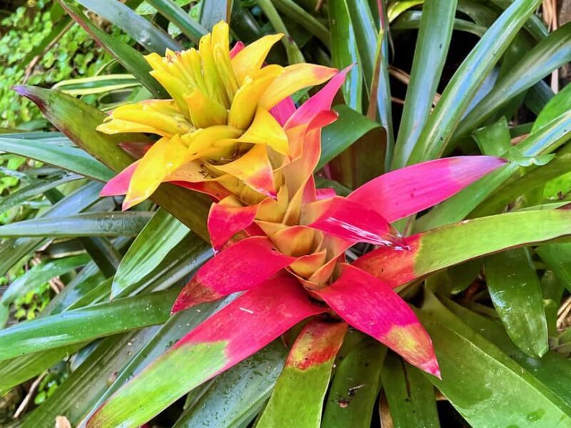 Taste of Barbados - Exploring the Full Itinerary in Detail