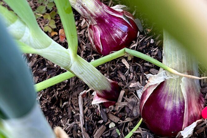 Taste of Hawthorne Food and Backyard Urban Farm Tour - FAQ