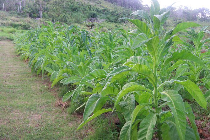 Taste of Jamaica Farm Cookout - Potential Drawbacks to Consider