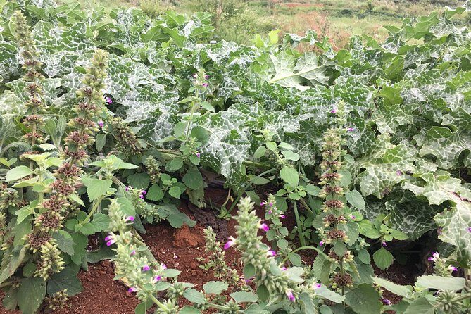 Taste of Jamaica Farm Cookout - The Sum Up