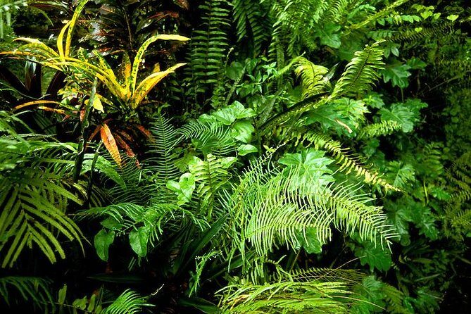 Taste of Jamaica Food Tour from Ocho Rios - The Sum Up