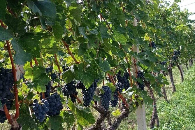 TASTE OF MONTENEGRO - Gastro Tour of Montenegrian Wine and food - Exploring Boka Bay and Perast