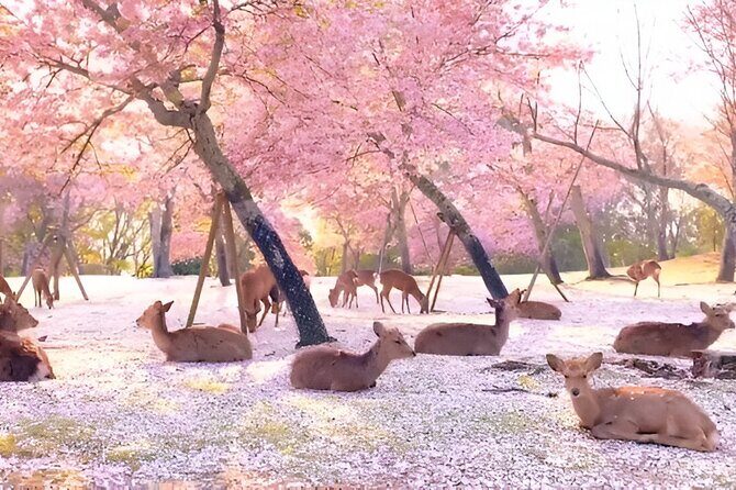 Taste of Nara A Guided Half Day Food Tour Tailored to Your Taste - A Deep Dive into the Nara Experience