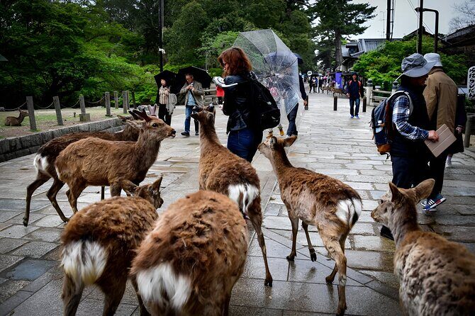 Taste of Nara A Guided Half Day Food Tour Tailored to Your Taste - The Sum Up
