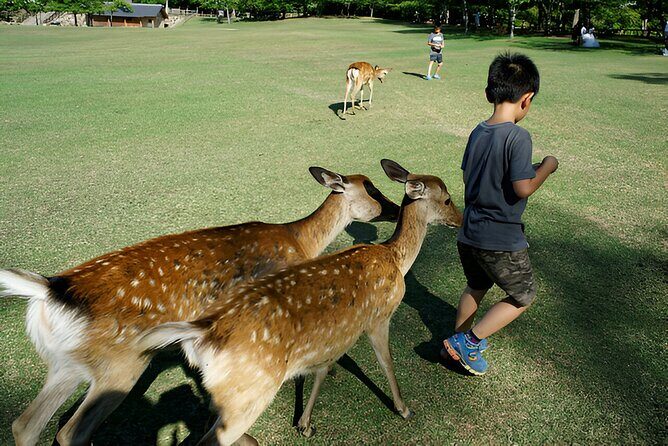 Taste of Nara A Guided Half Day Food Tour Tailored to Your Taste - FAQs