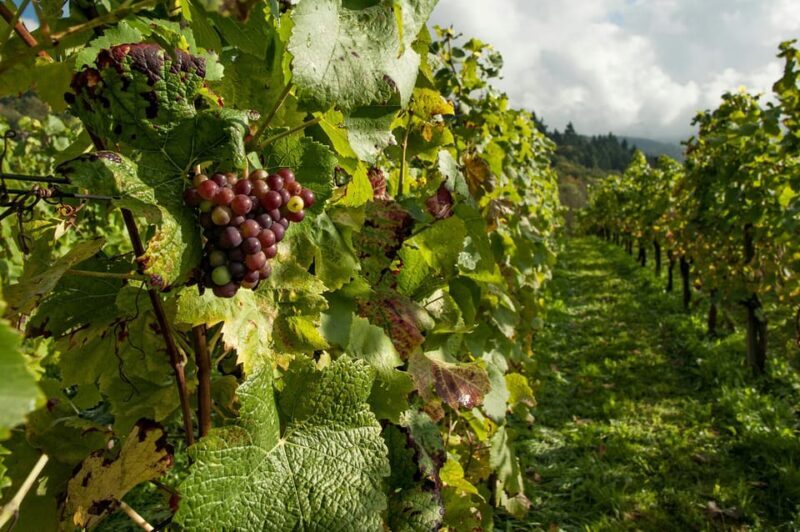 Taste of Setubal: Market Visit and Wine Tastings - What We Think