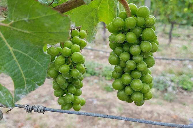 Taste the Valley Wine Tour in Marlborough with Wine Tasting - FAQ About the Marlborough Wine Tour