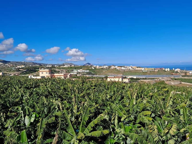 Tastes of Gran Canaria A Day of Flavours and Culture - Final Thoughts