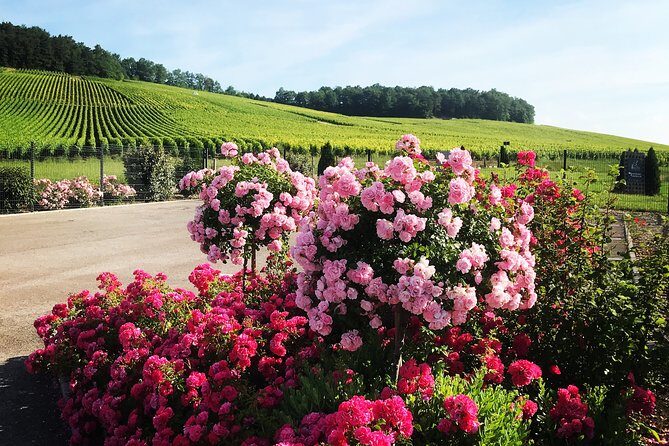 Tasting - 3 different Champagnes - Why Choose This Tour?