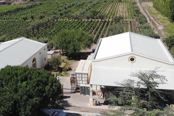 Tasting and lunch in cellar + Olive tree. Private transportation - Key Points