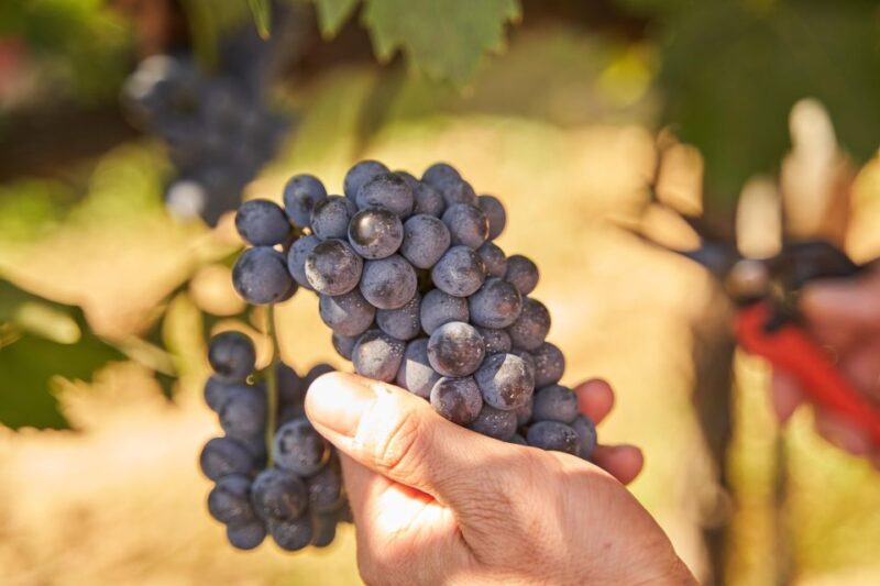 Tasting and Tour Vino Nobile di Montepulciano - Key Points