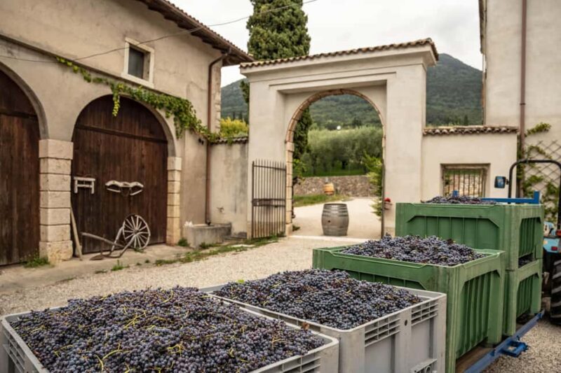 Tasting in the cellar, in Caprino Veronese, Pesina. - Why This Tour Works Well