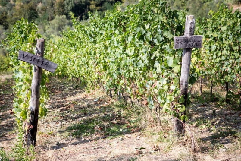 Tasting in the Colli di Luni - Key Points