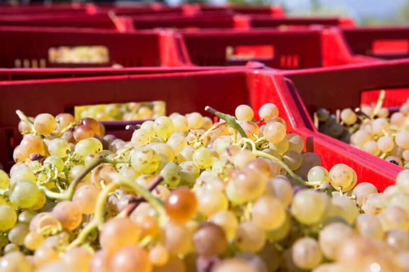 Tasting in the Colli di Luni - Evaluating the Value