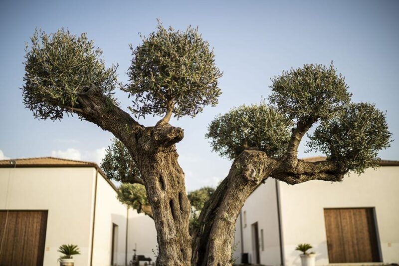 Tasting of sicilian olive oils and specialties - Frequently Asked Questions