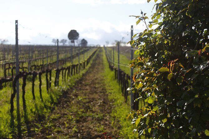 Tasting Selection of 4 wines in Montefalco - A Genuine Taste of Montefalco: A Detailed Review