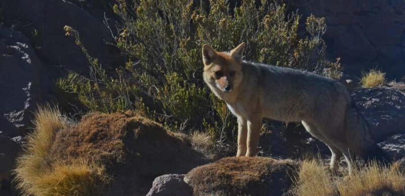 Tatio Geysers Tour: San Pedro de Atacama - Tatio Geysers Tour: San Pedro de Atacama