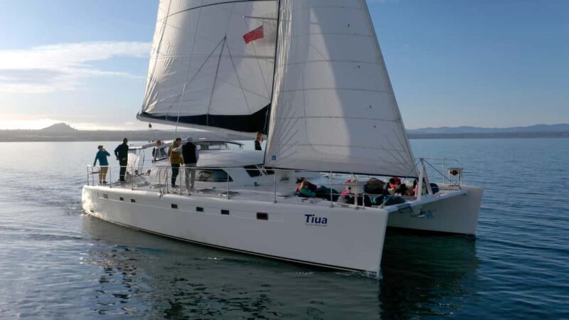 Taupo: Mori Rock Carvings Lake Taupo Catamaran Tour - The Sum Up
