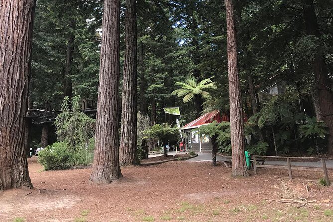 Tauranga Shore Excursion: Rotorua Tour including Gondola ride and fun Luge (opt) - Final Thoughts