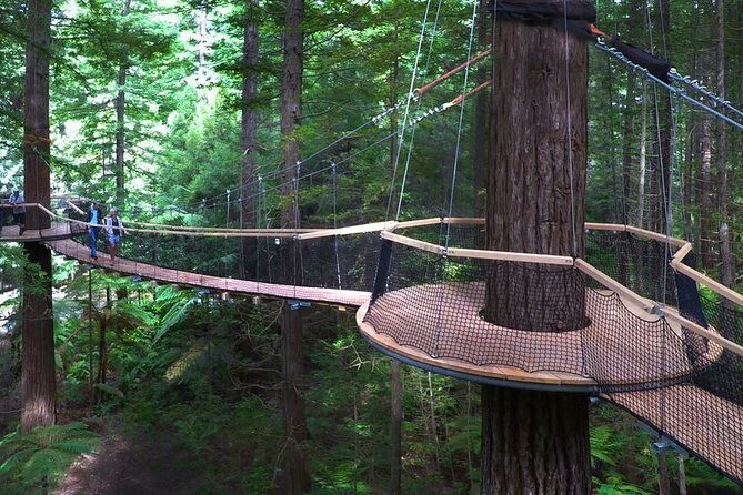 Tauranga to Rotorua Geysers & Canopy Tree Walk. Private Tour. - Key Points