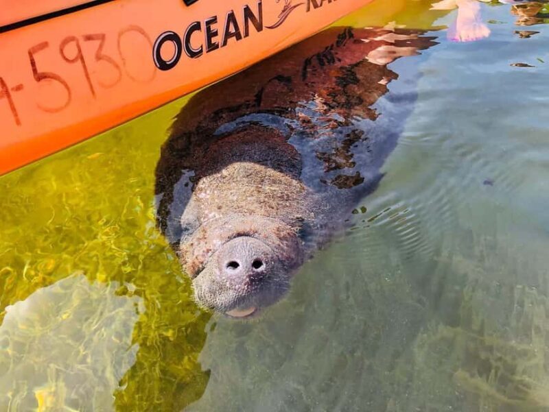 Tavernier, FL: Mangrove and Manatees Guided Kayak Eco Tour - Why This Tour Is Worth Considering