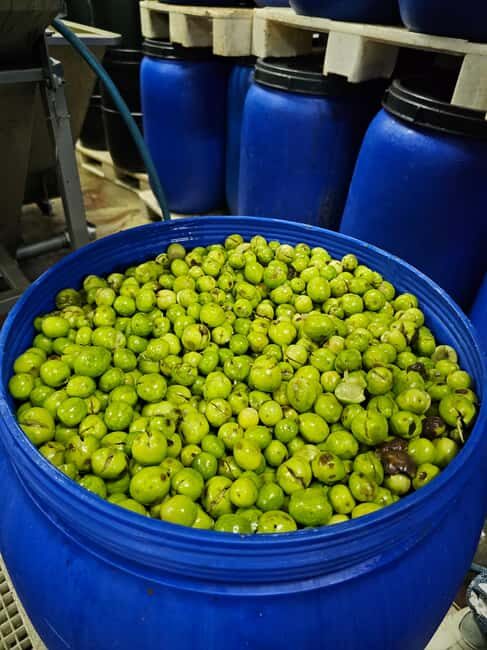 Tavira City & Olive Factory - Who Will Love This Tour?