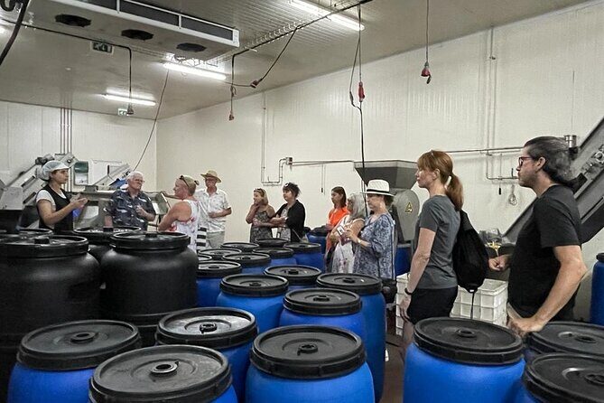 Tavira Olive Experience Factory Tour and Tasting - A Closer Look at the Tavira Olive Experience