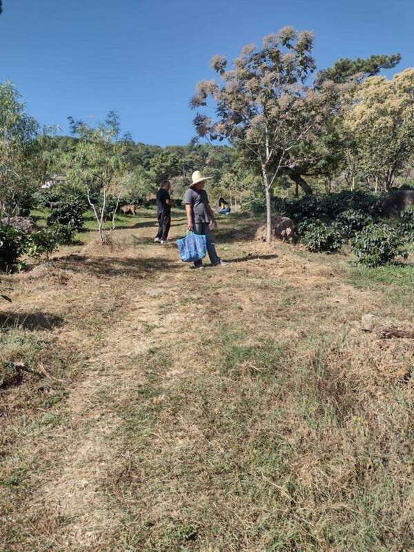 Taxco: Organic Coffee Garden Experience - Exploring the Coffee Garden in Cacalotenango