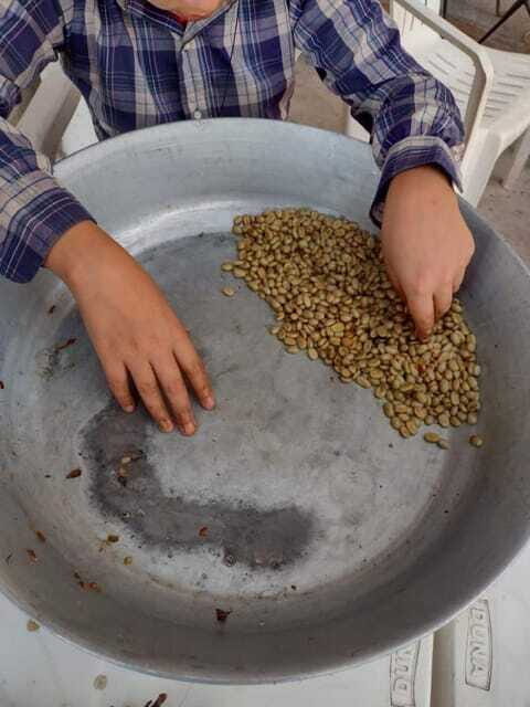 Taxco: Organic Coffee Garden Experience - The Logistics: What to Expect