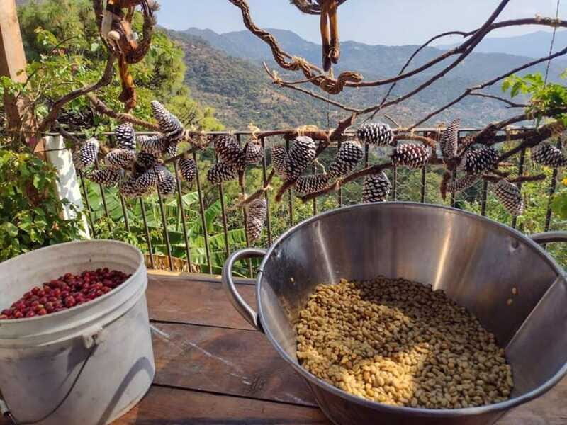 Taxco: Organic Coffee Garden Experience - Authentic Experiences That Are Worth It