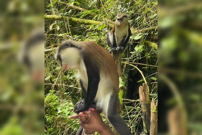 Taxi & Tours in Grenada , Chocolate factory, & more. - Exploring Grenada with 24/7 Taxi & Tours: A Detailed Review