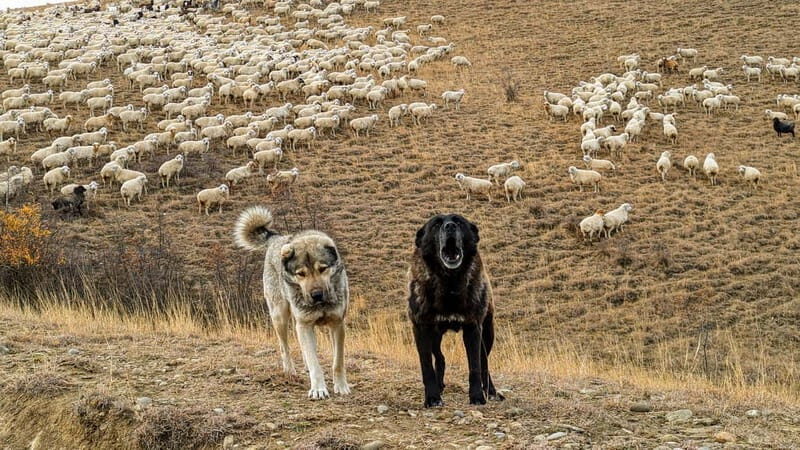 Tbilisi: Real Adventure  Gareja & Rainbow Desert 4x4 + Hike - The Value in the Experience