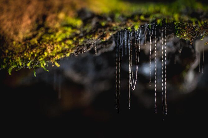 Te Anau Glow Worm Caves Tour - Final Thoughts: Who Should Consider This Tour?