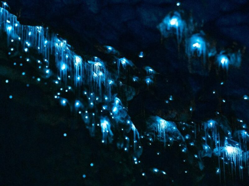 Te Anau: Glowworm Caves Guided Tour - Te Anau: Glowworm Caves Guided Tour — A Deep Dive into an Underground Wonderland
