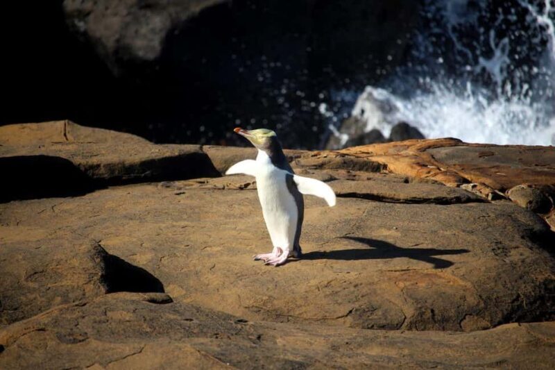Te Anau to Dunedin via the Catlins & Invercargill 1 Way Tour - Who Will Love This Tour?